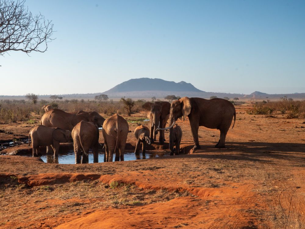 Birk auf Safari