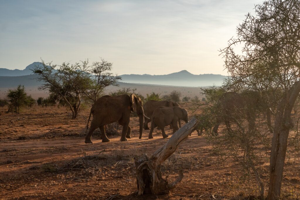 Tsavo Nationalpark