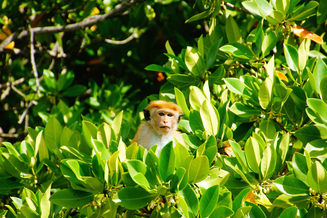 Affe zwischen leuchtend grünen Blättern