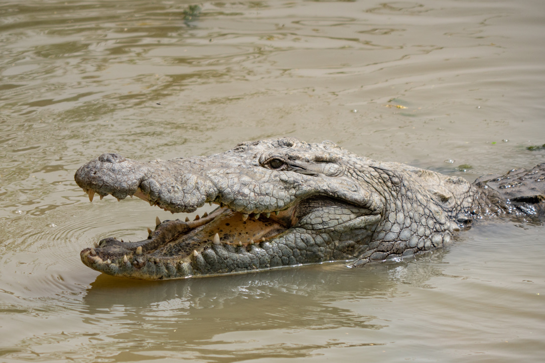 Krokodil im Wasser in der Réserve de Bandia