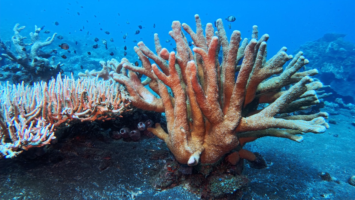 Große verzweigte Koralle mit kleinen Fischen