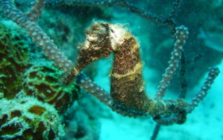 Seepferdchen am Riff von Bonaire