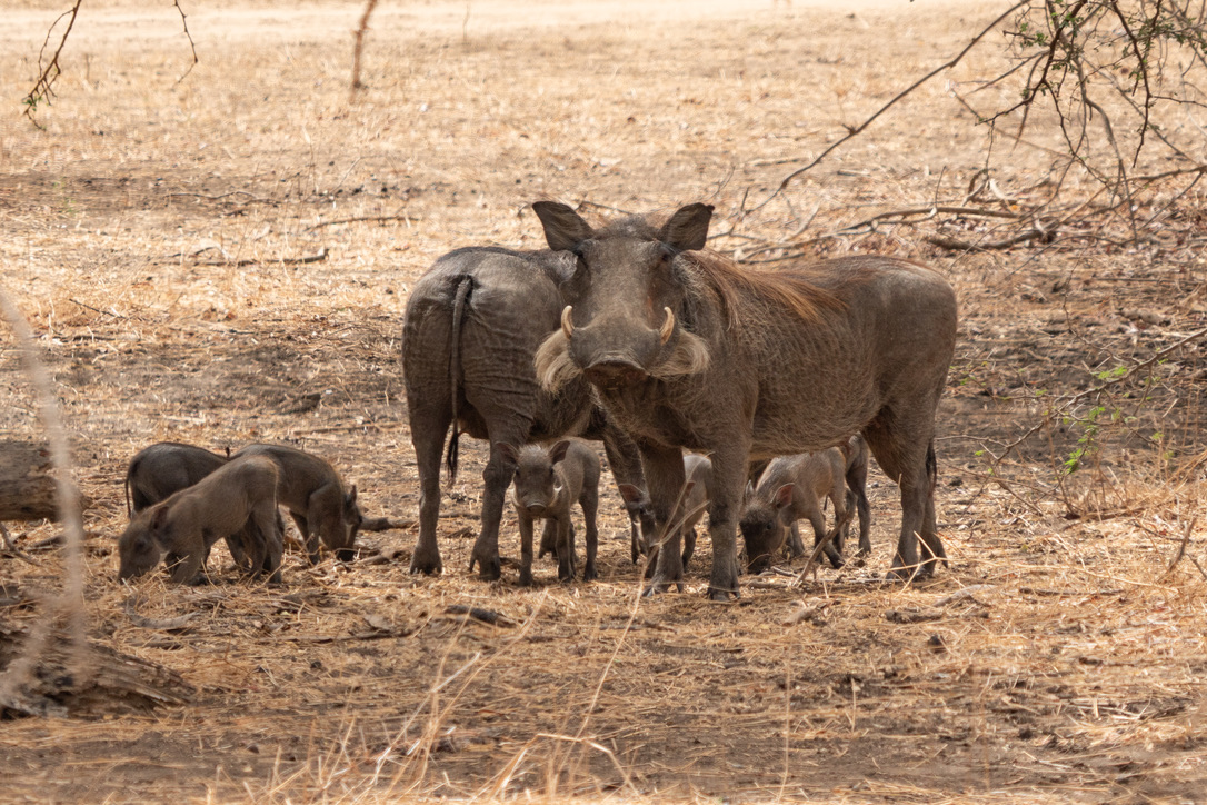 Warzenschweinfamilie in der Réserve de Bandia