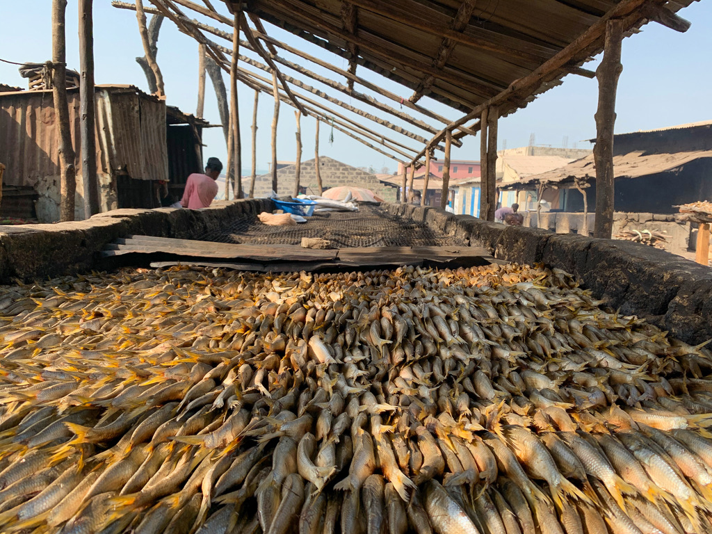 Fische liegen dicht nebeneinander auf einer großen erhöhten Fläche