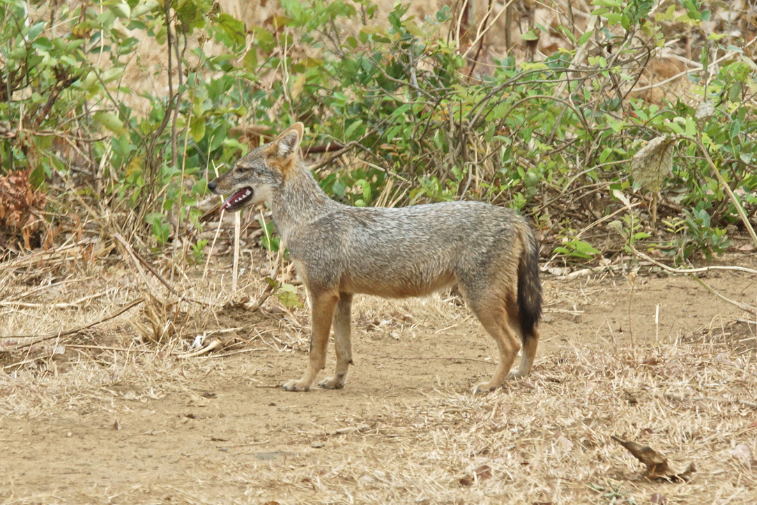 Tierbeobachtung im Raum Udawalawe