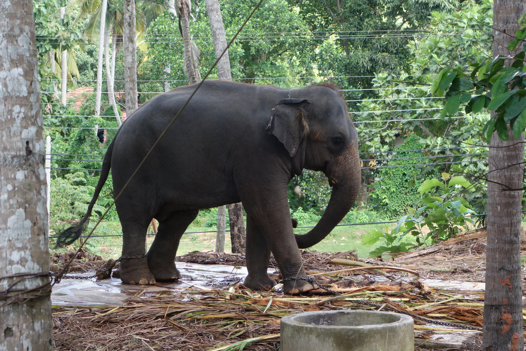 Ein Elefant in einer gehaltenen Anlage, nicht auf freier Safari
