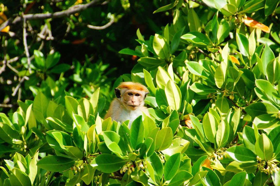Ein Affe zwischen leuchtend grünen Blättern