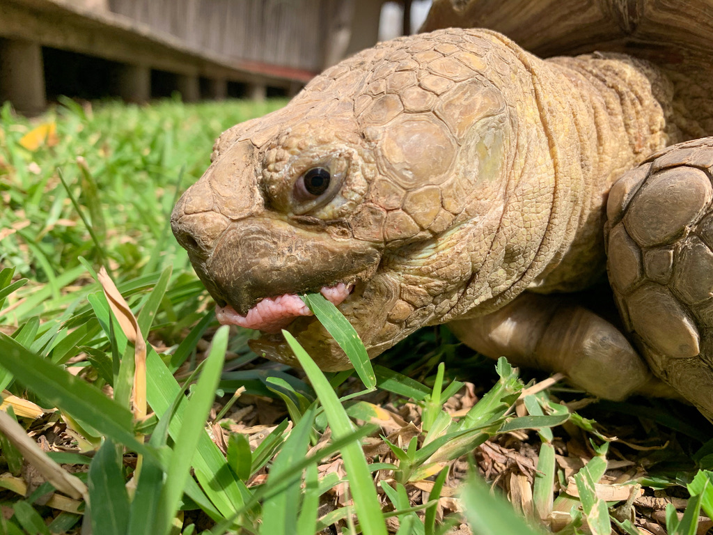 Nahaufnahme einer Schildkröte beim Fressen von Gras