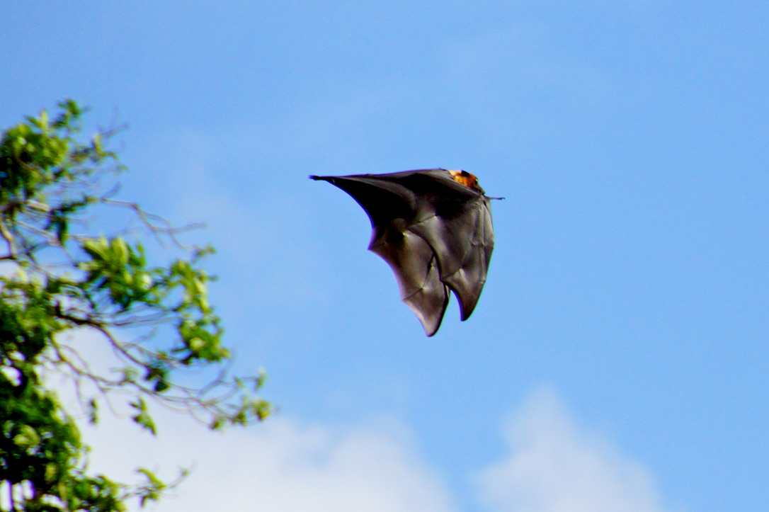 Ein fliegender Flughund
