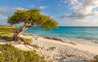 Aruba · Strand und windgeformter Baum