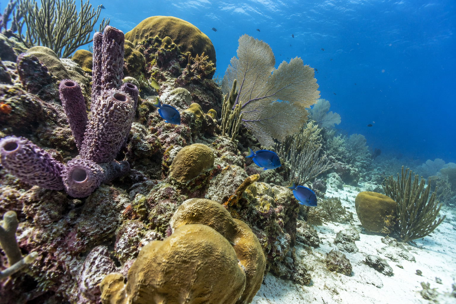 Bonaire · Schwämme und Korallen