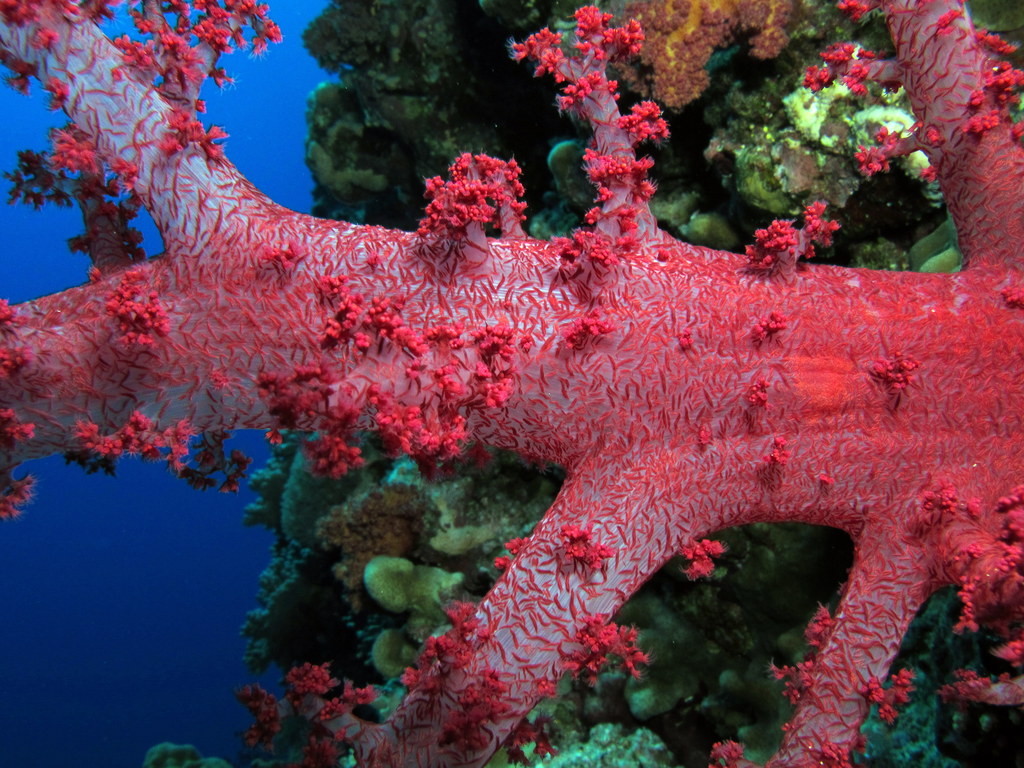 Weichkoralle am Elphinstone Reef