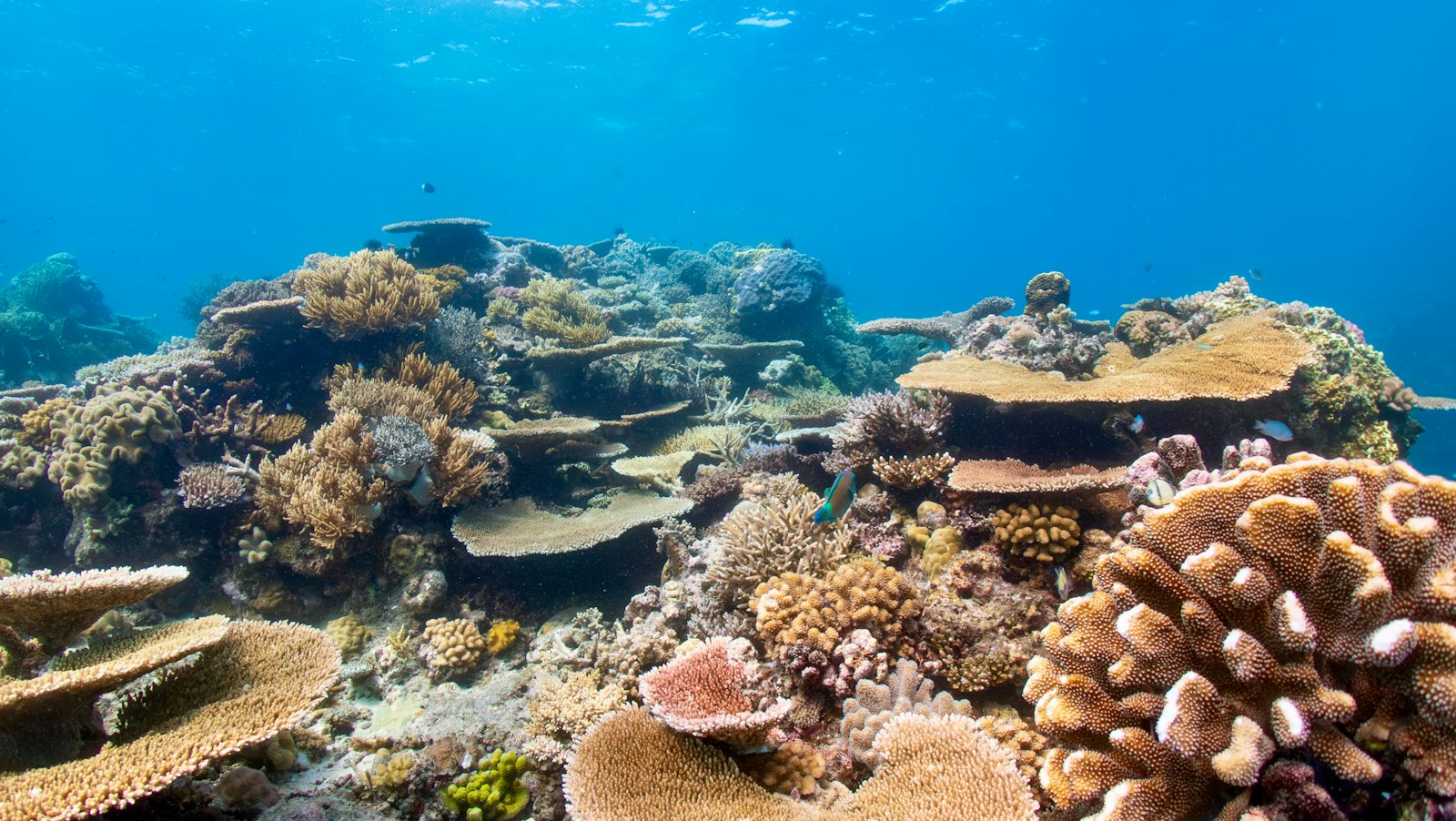 Korallenlandschaft am Great Barrier Reef