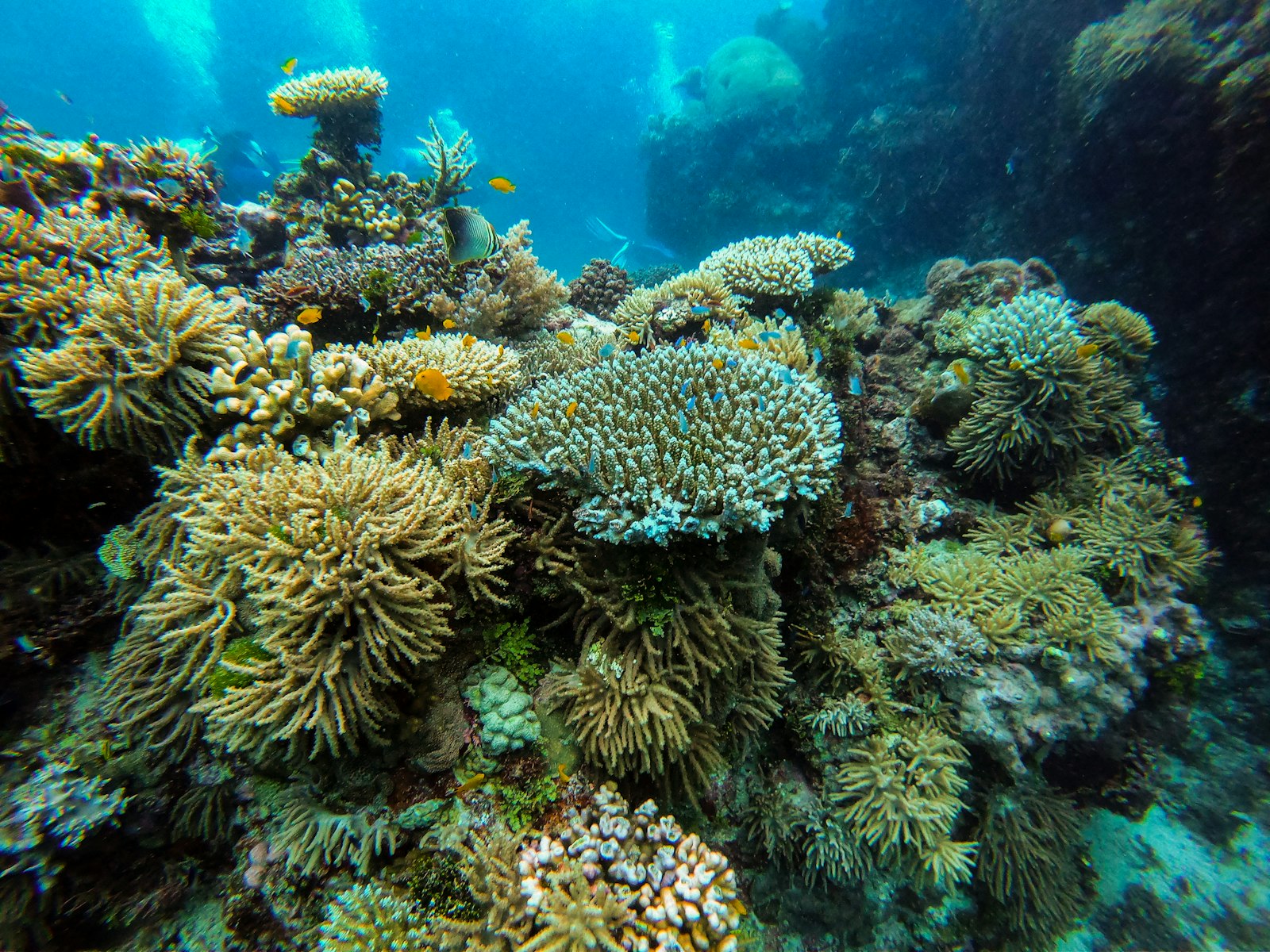 Korallen und Rifffische am Keeper Reef