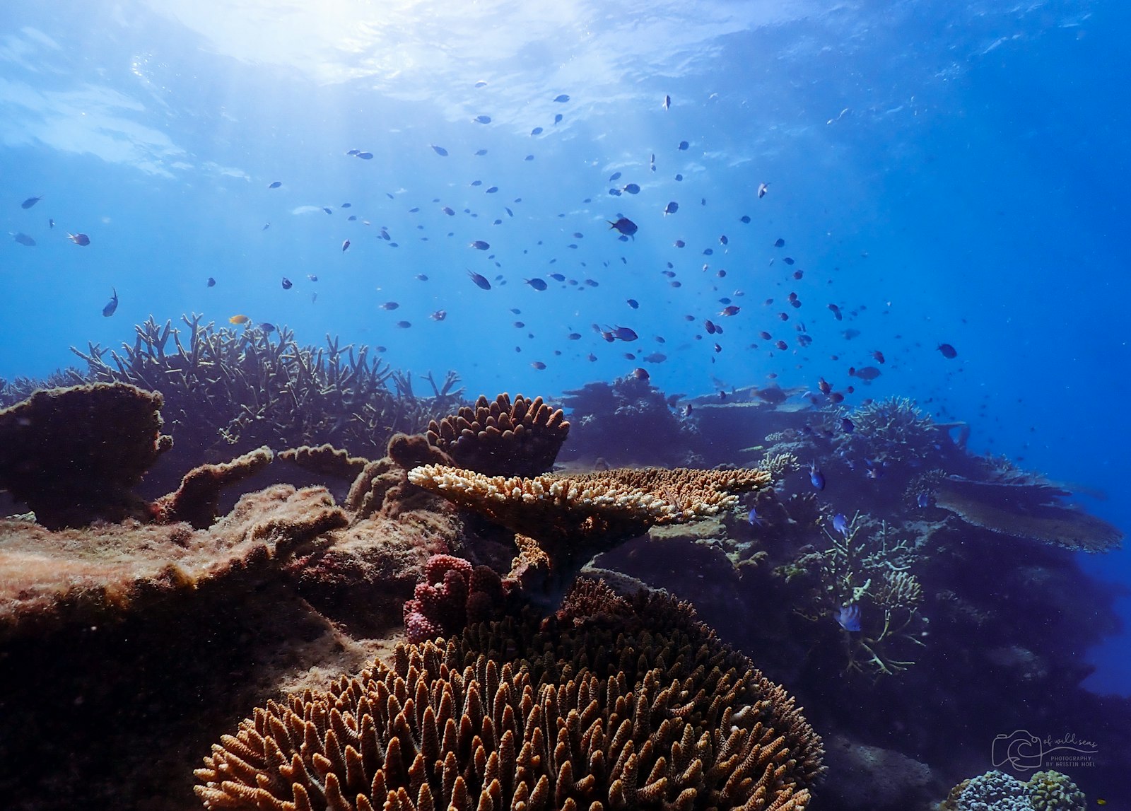Morgenlicht unter Wasser am Great Barrier Reef