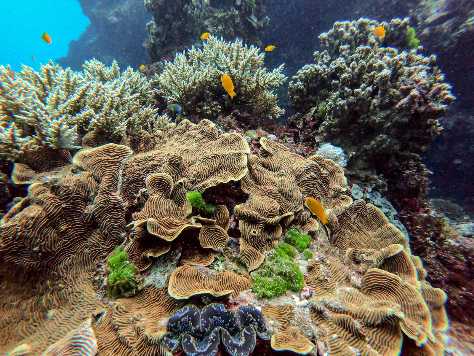 Detailreiche Korallenformationen am Keeper Reef