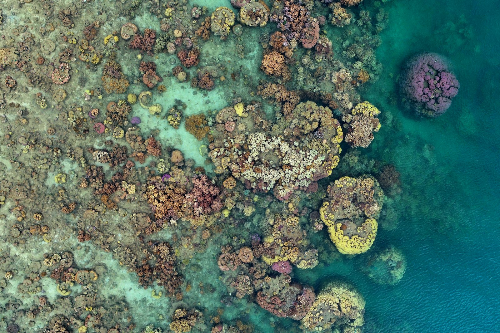 Korallenmosaik am Yanooa Reef