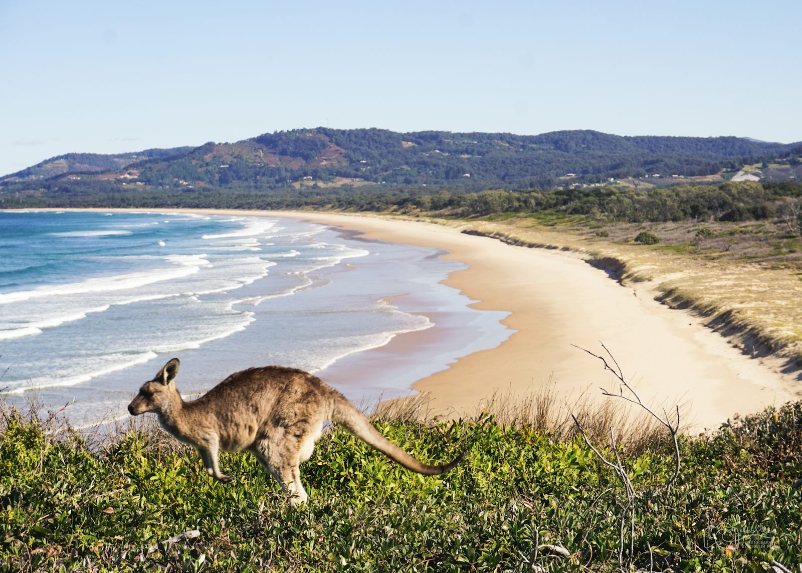 Känguru an der australischen Küste