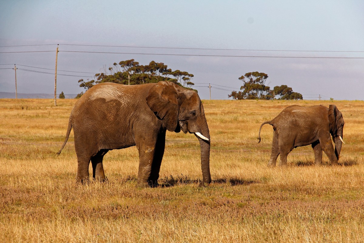 Elefant in Südafrika · CC0-Symbolfoto für einen Safari-Baustein, keine Aufnahme am Resort.
