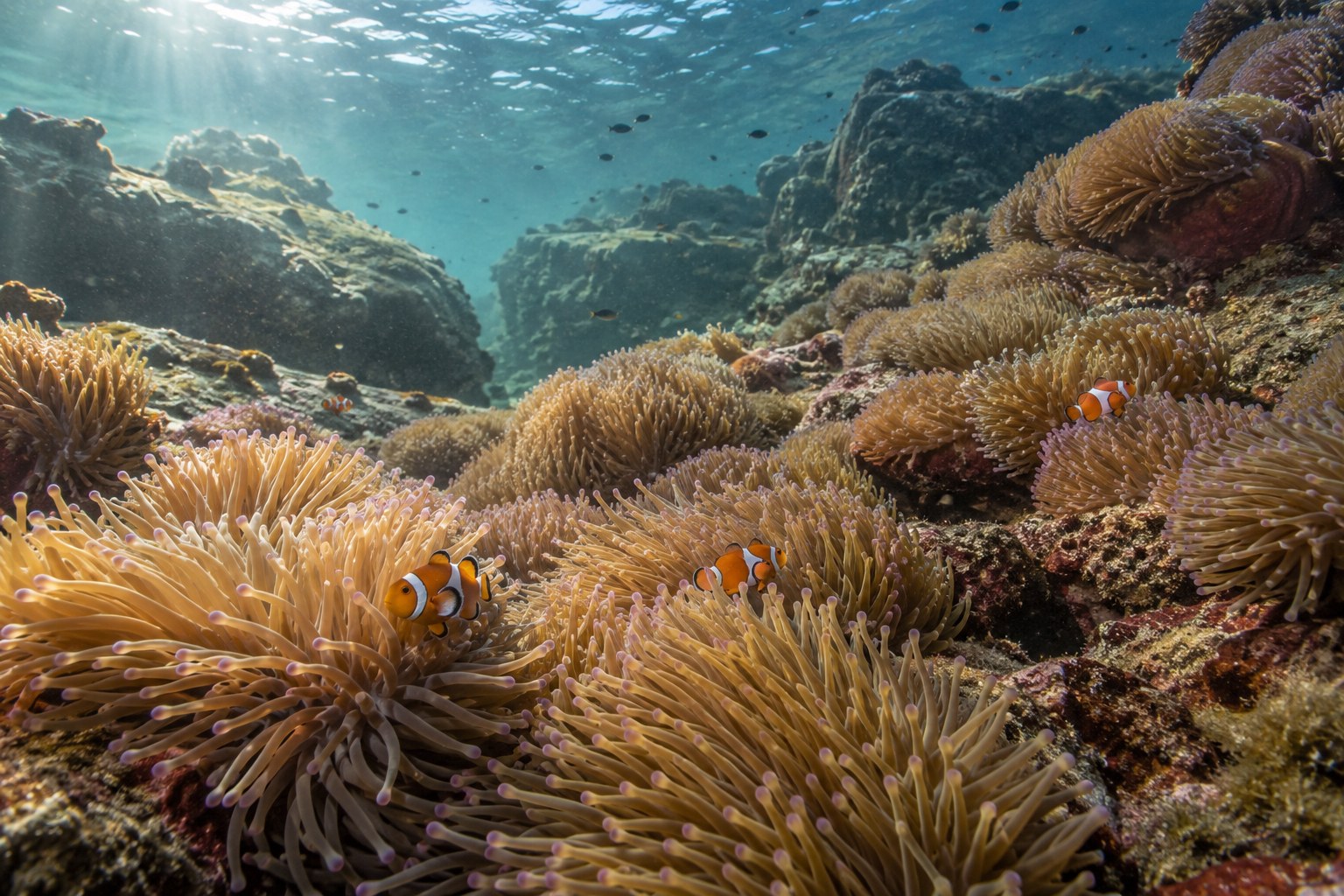 Ein Anemonenfeld zwischen Felsplatten