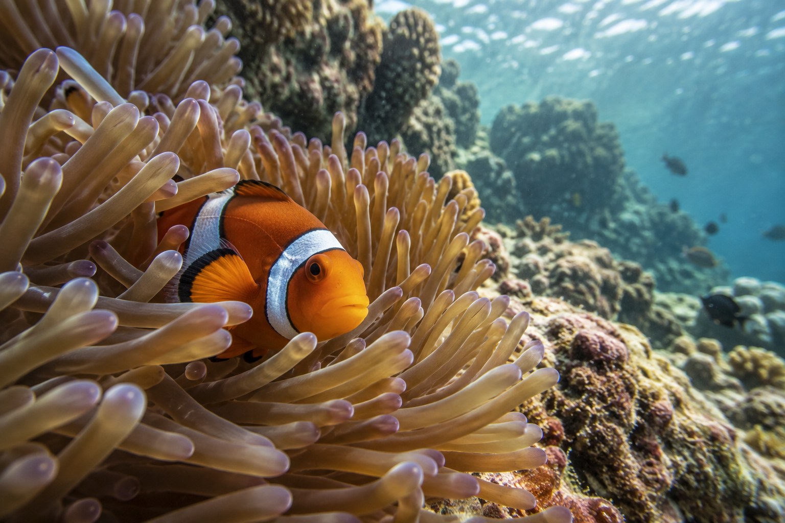 Ein Anemonenfisch zwischen bewegten Tentakeln