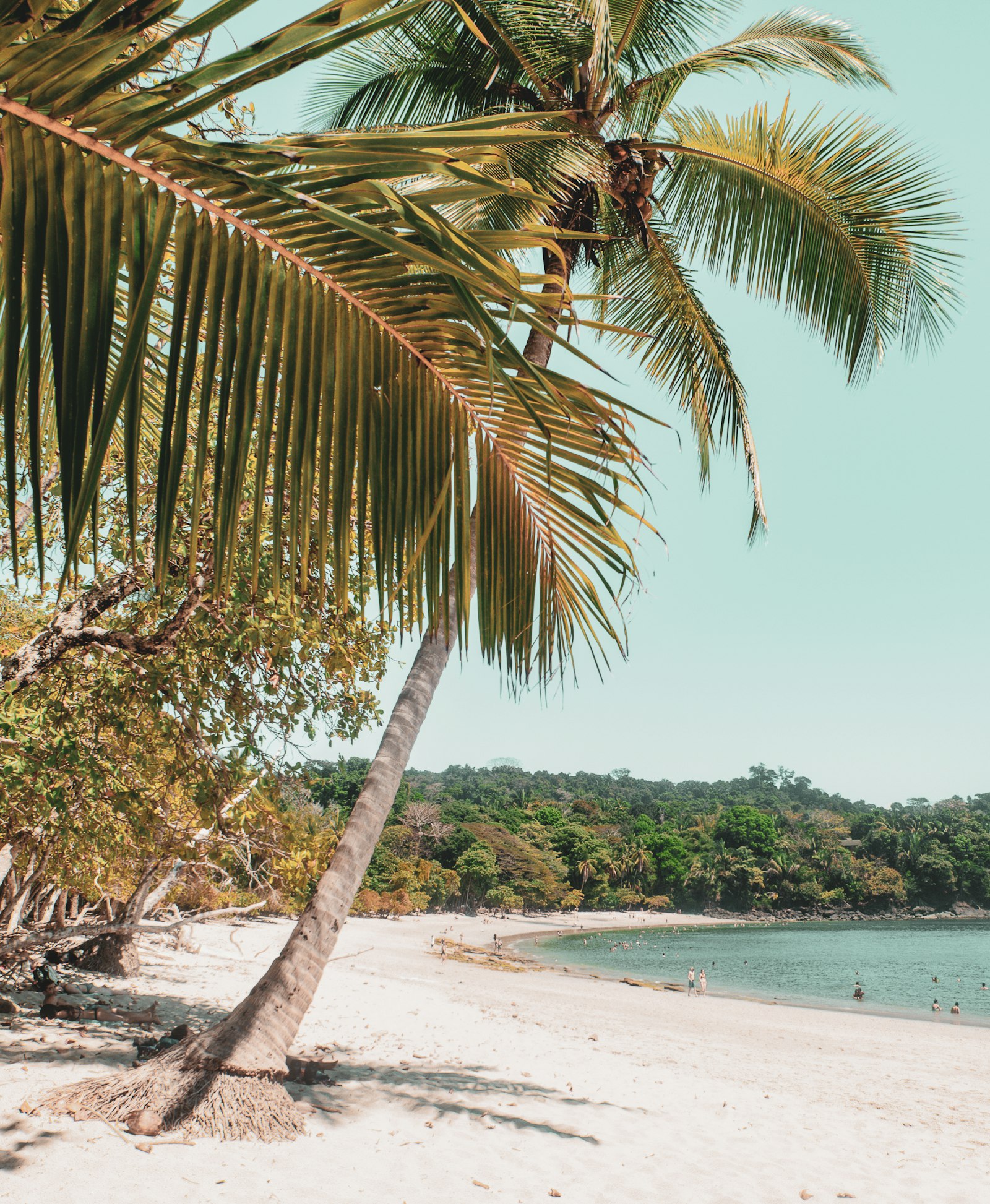 Palmen und Strand bei Manuel Antonio
