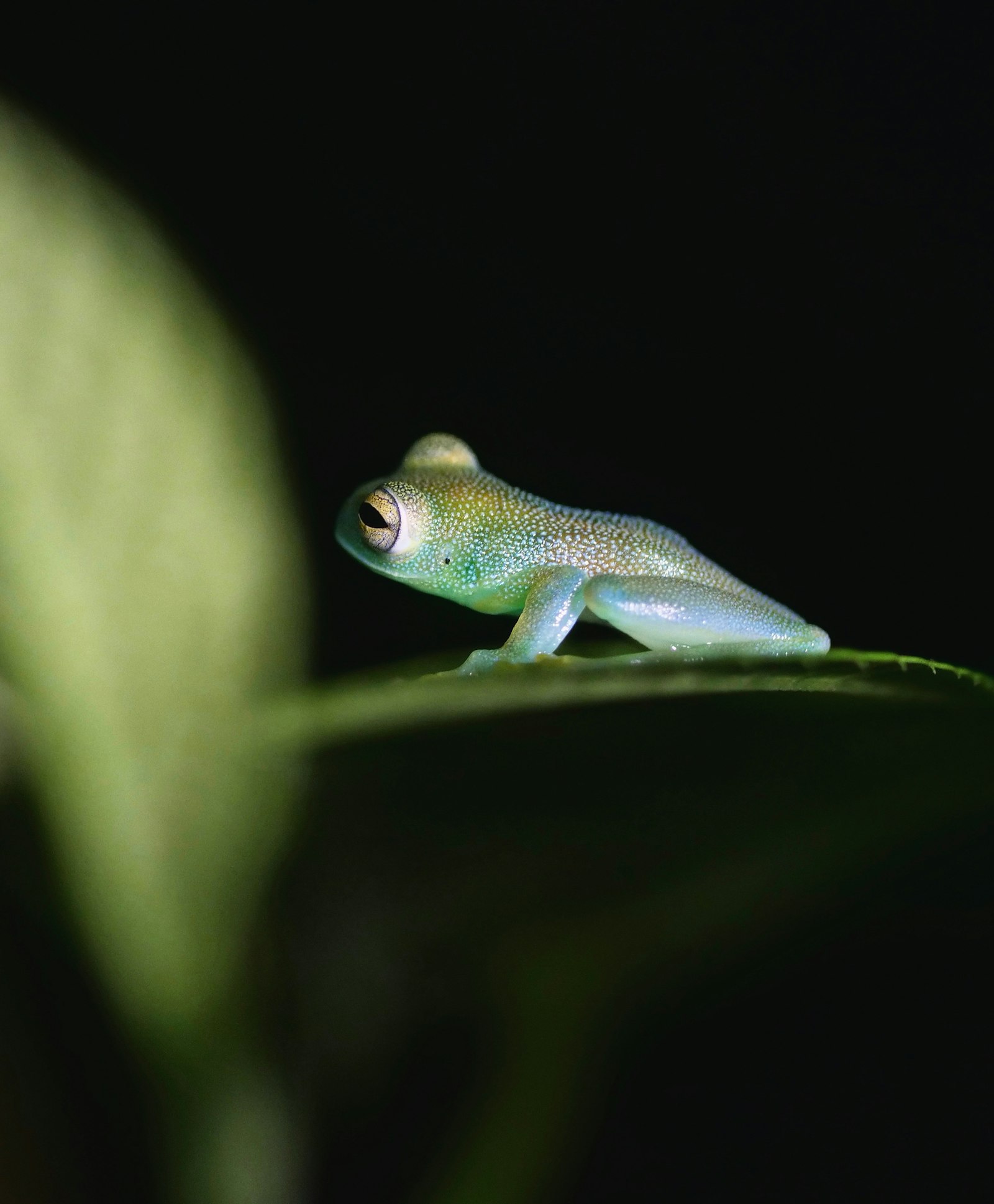 Glasfrosch auf einem Blatt