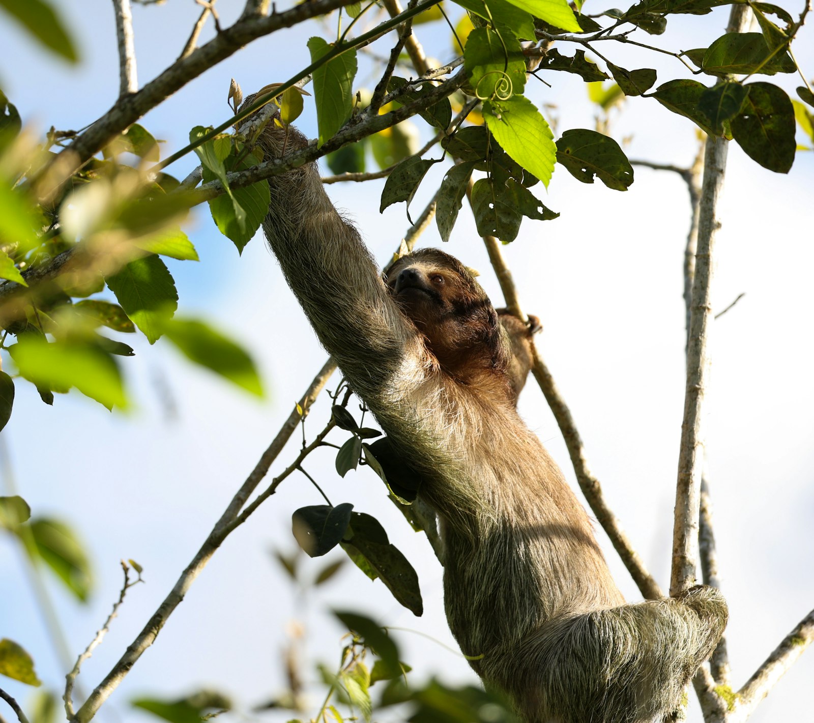 Faultier in einem Baum