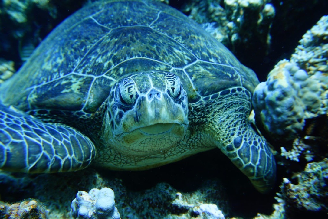 Eine Schildkröte aus nächster Nähe