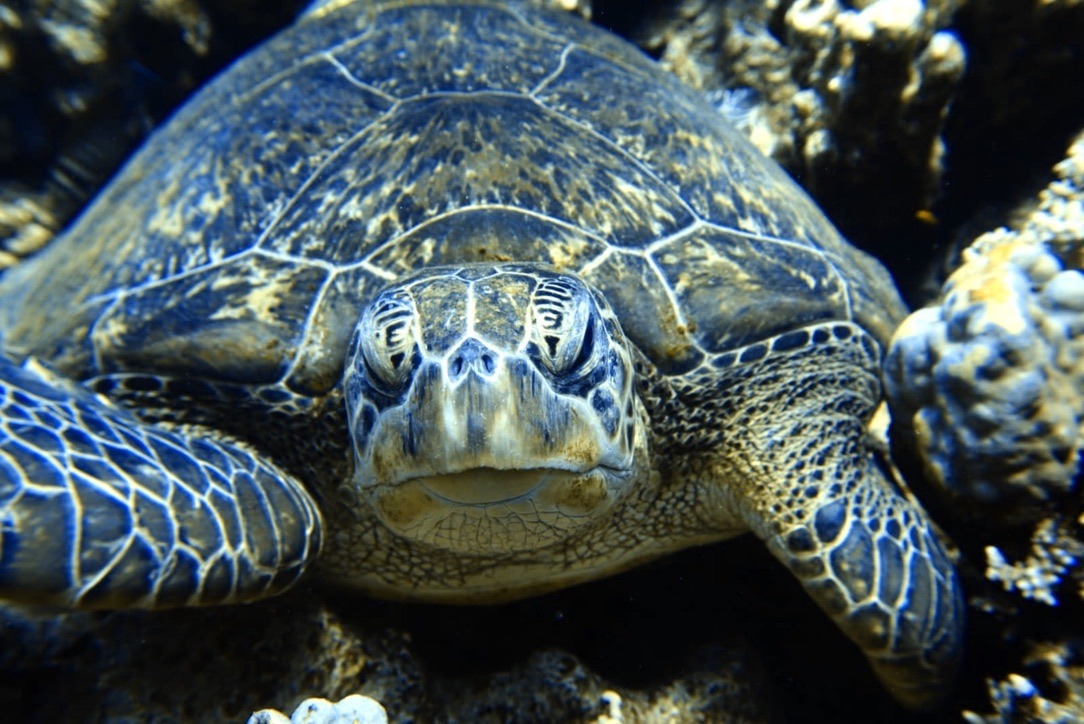 Noch ein Blick auf die Schildkröte