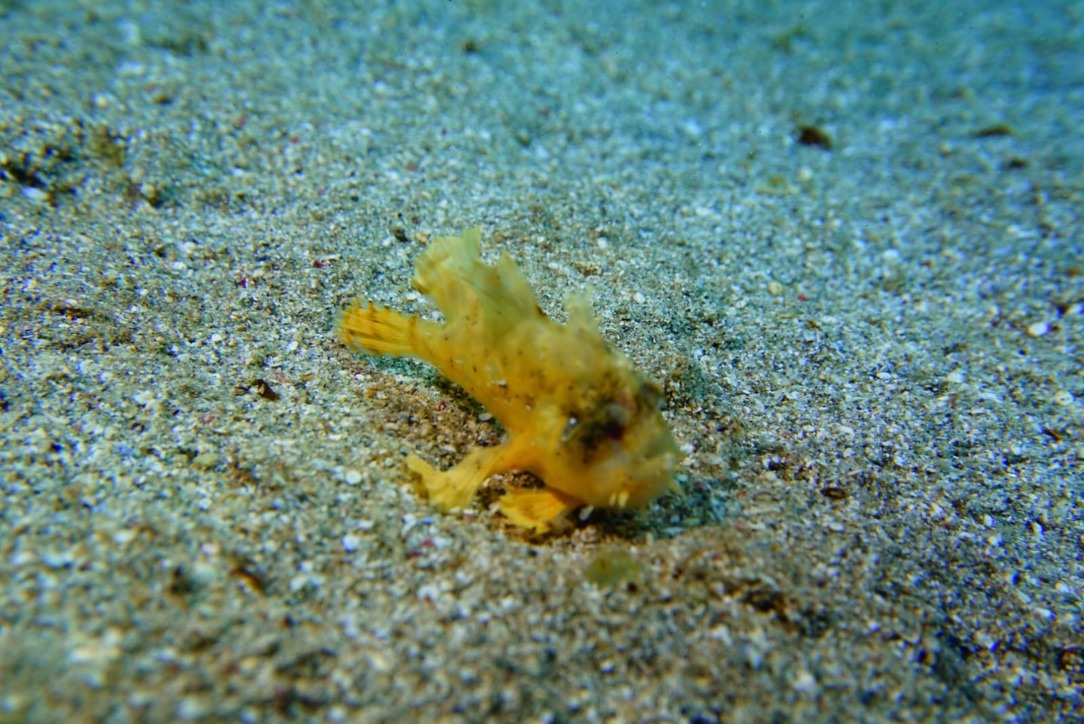 Kleine Entdeckung auf dem sandigen Meeresboden
