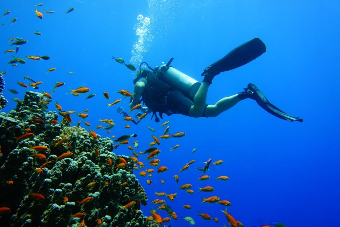 Taucher und bunte Fische am Korallenriff