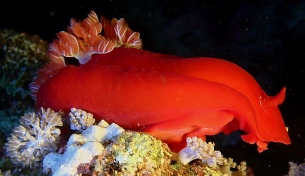 Die große Nacktschnecke aus der Nähe: unsere Spanische Tänzerin