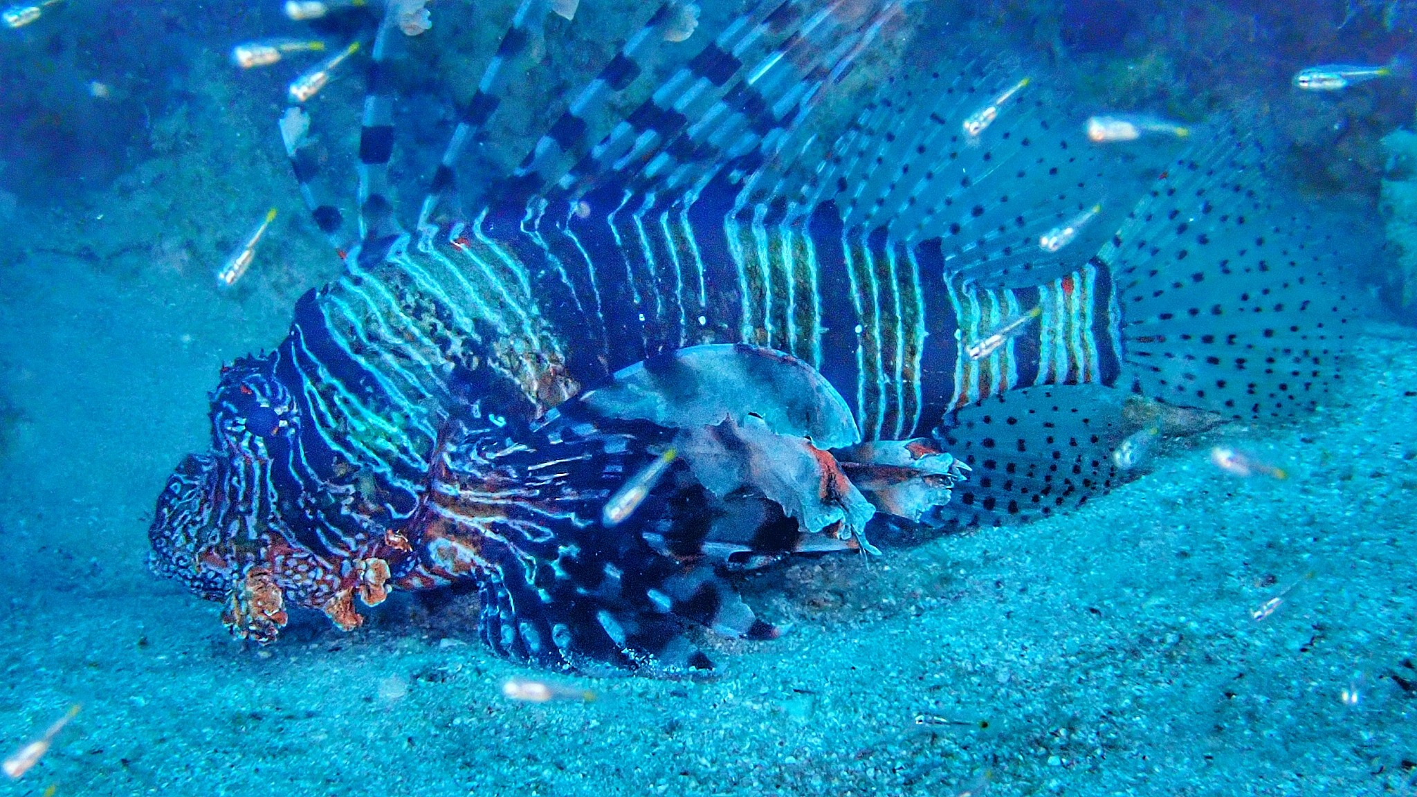 Ein Rifffisch mit auffälligen Flossen und Streifen