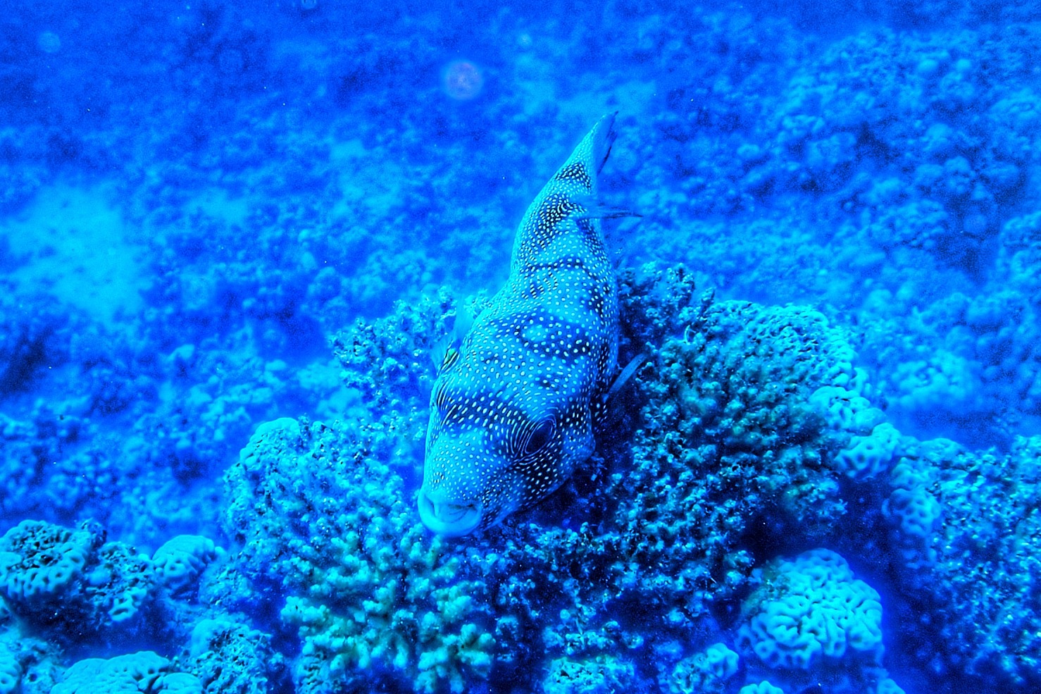 Ein gepunkteter Rifffisch über den Korallen