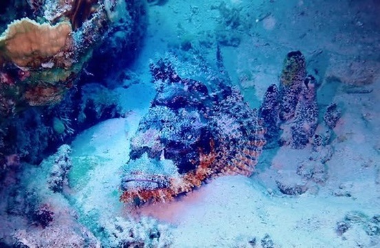 Gut getarnter Rifffisch am Grund – vermutlich ein Drachenkopf