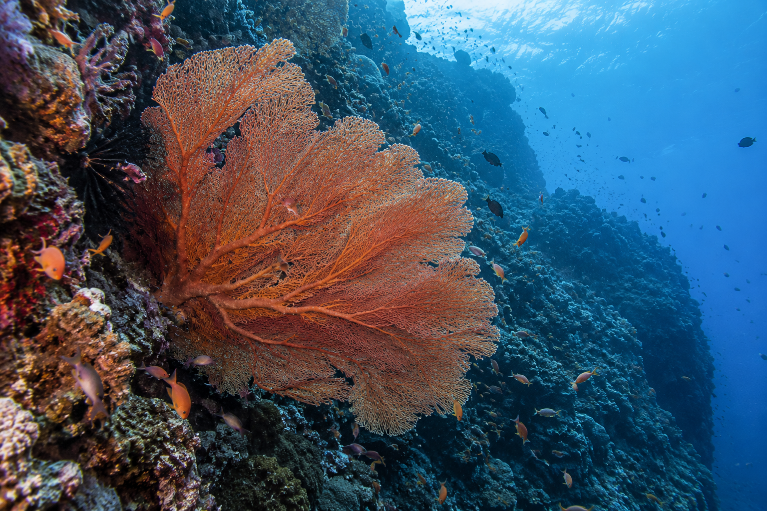 Bunaken: Korallen und Gorgonien an einer Steilwand.