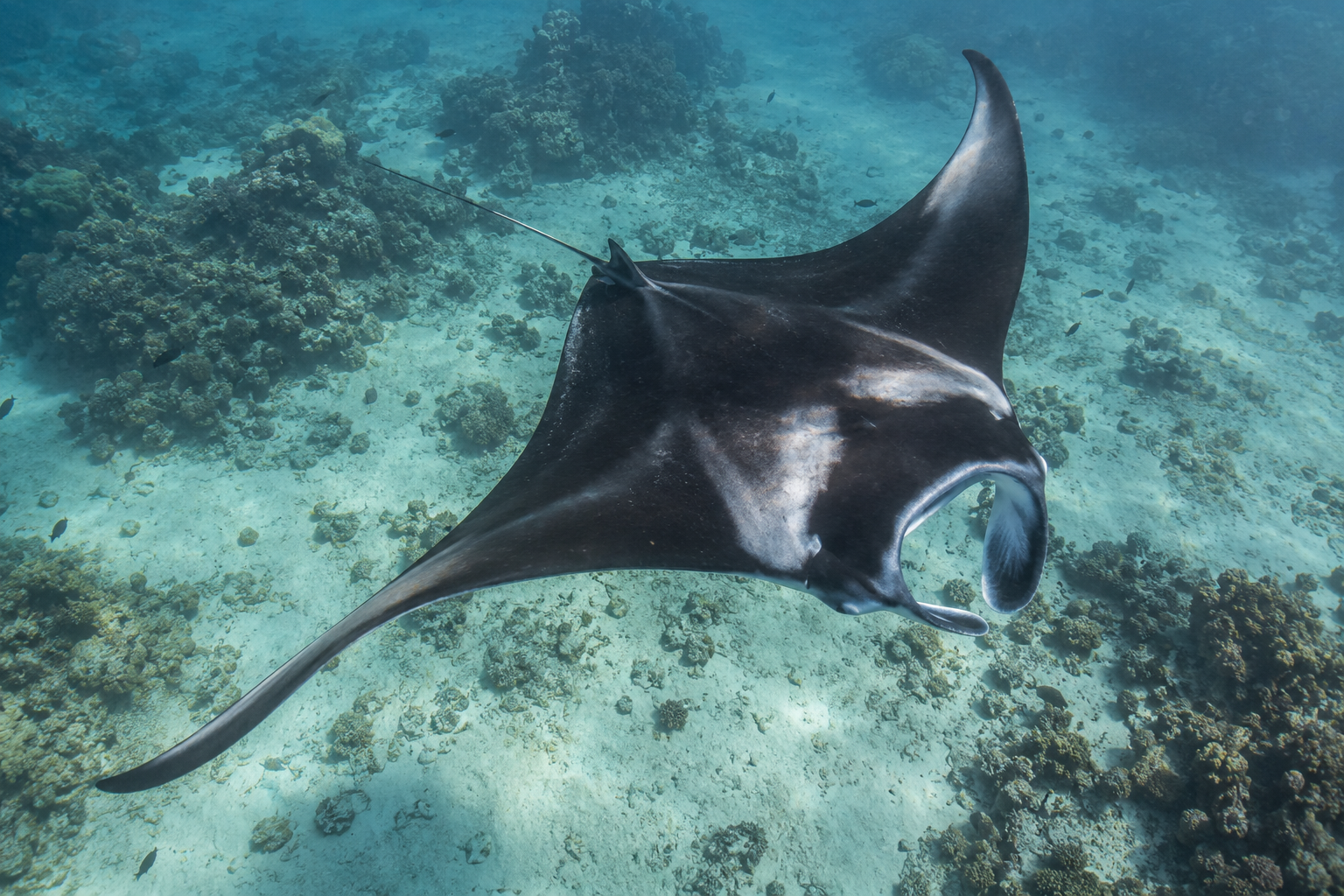 Ein Mantarochen gleitet über ein Riff.