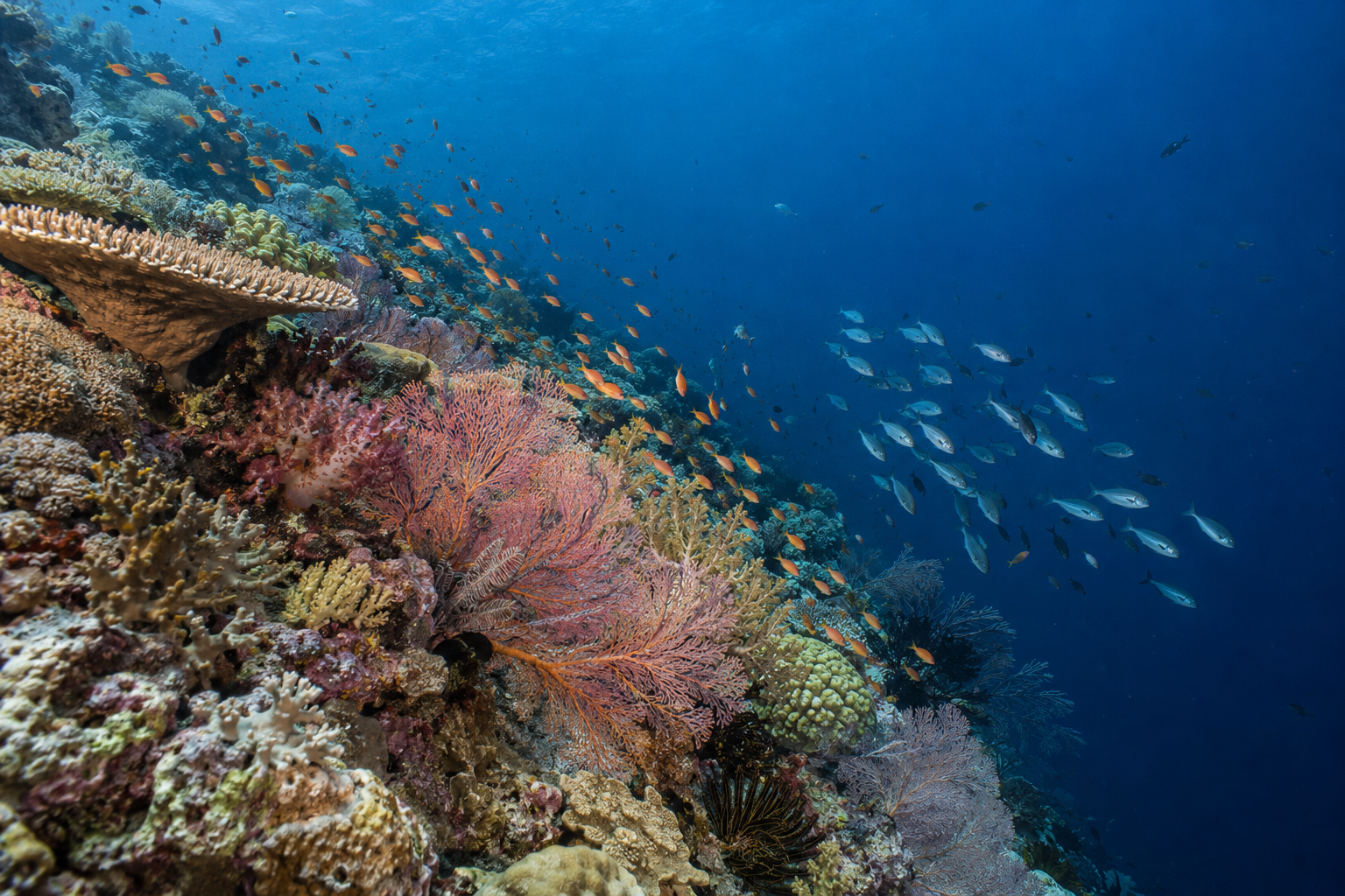 Korallengärten und Rifffische prägen Raja Ampats Unterwasserwelt.