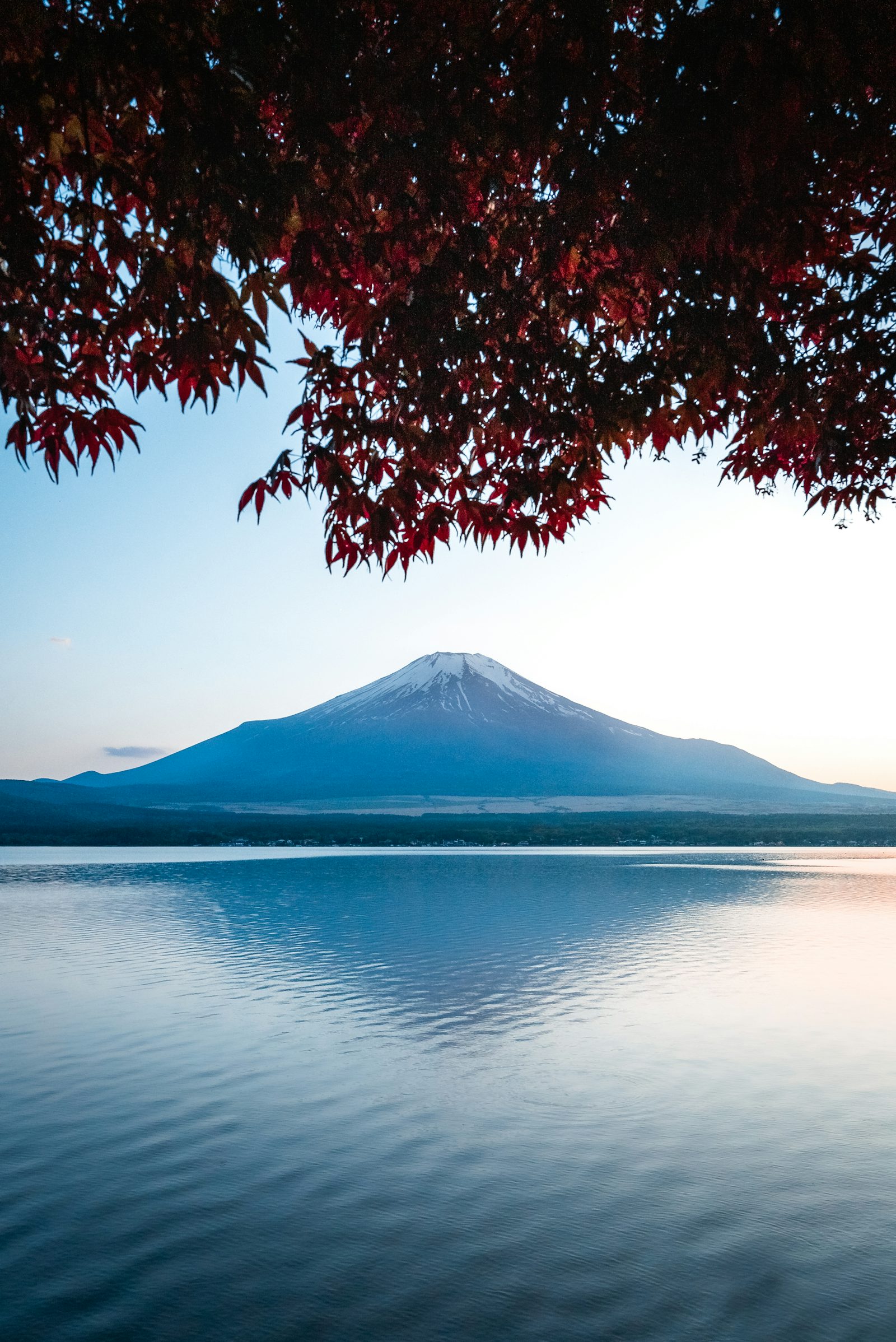 Fuji über dem See im herbstlichen Licht