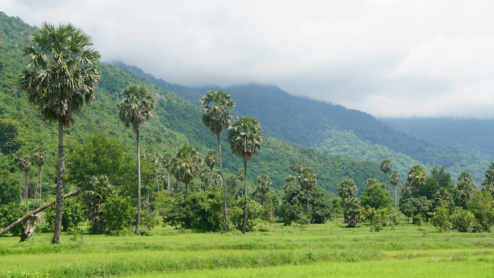 Grüne Landschaft mit Palmen in Kambodscha