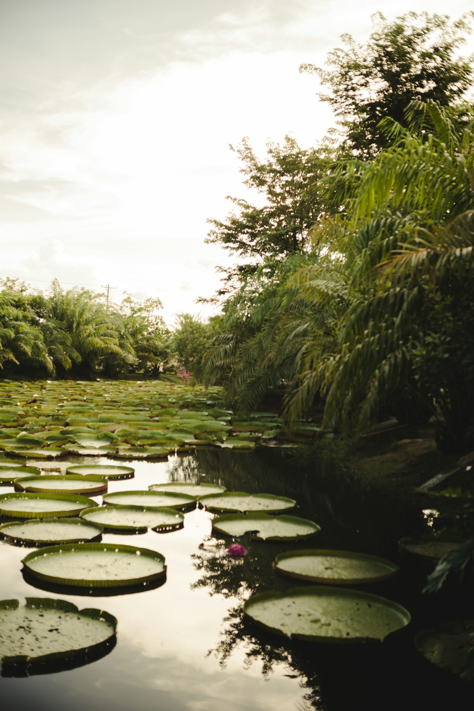 Seerosen und üppiges Grün in Phnom Penh