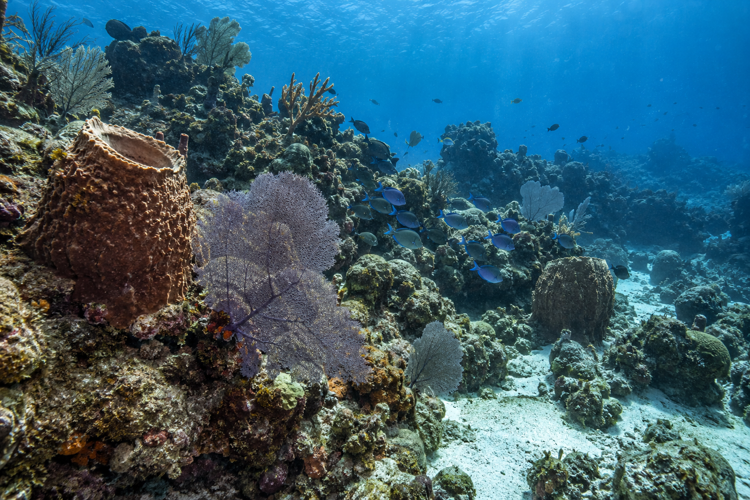 Cozumel · Korallenlandschaften