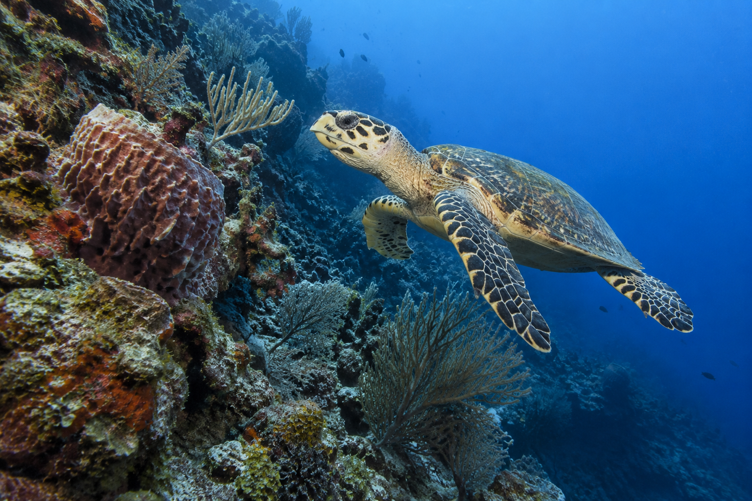 Karibik · Schildkröte am Riff