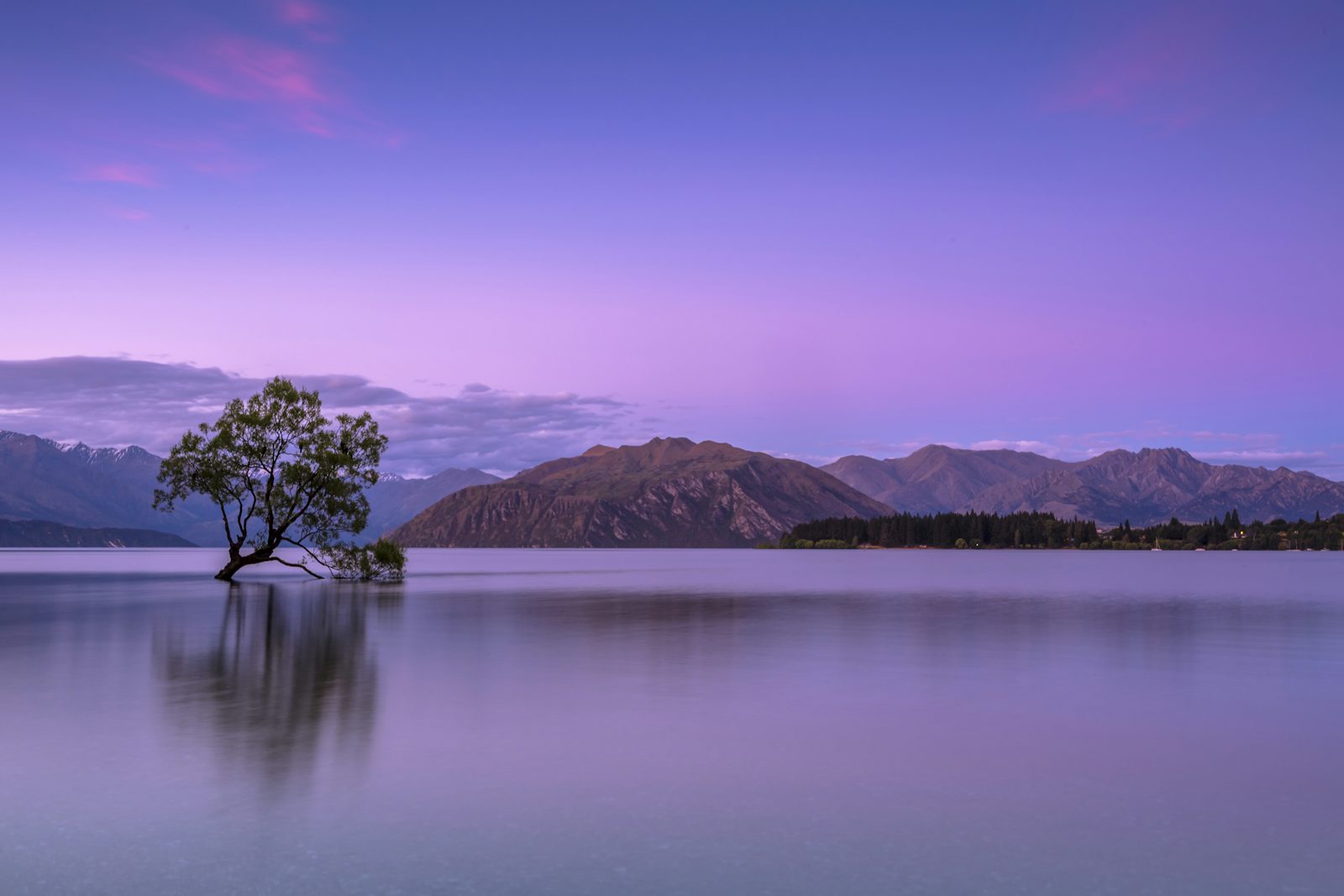 Ein Baum am Ufer des Lake Wānaka