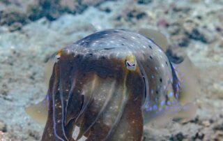 Tauchen in Anilao: Riffsepia unter Wasser