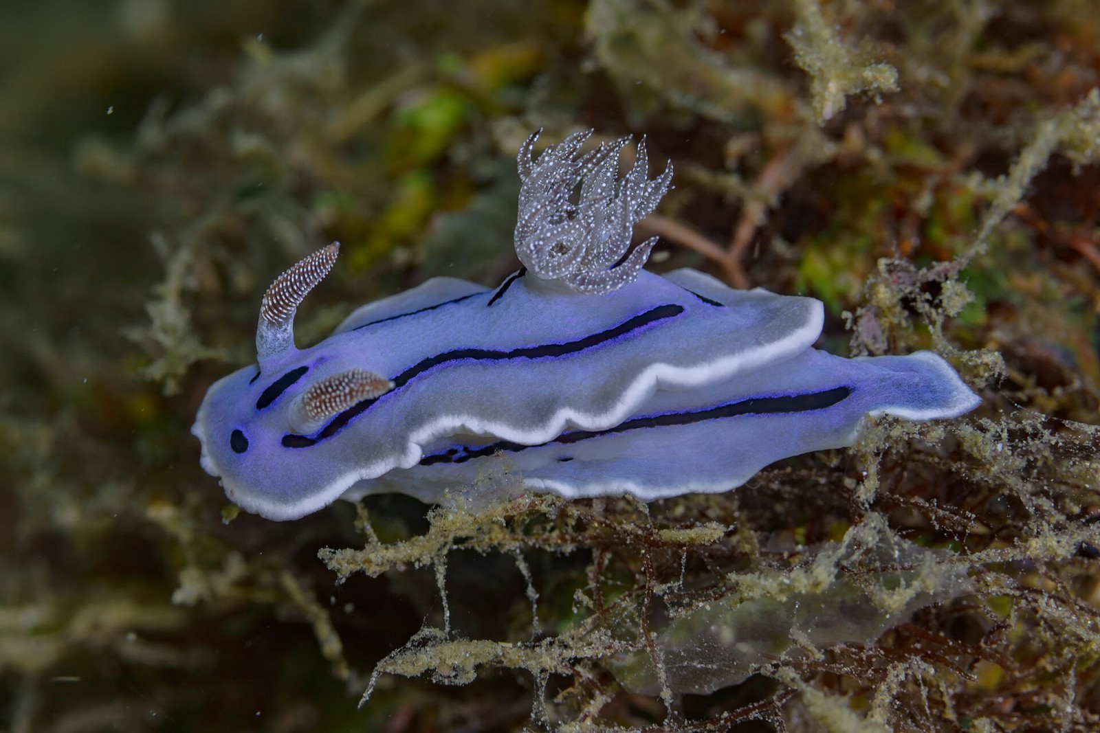 Nacktschnecke Chromodoris willani in Anilao