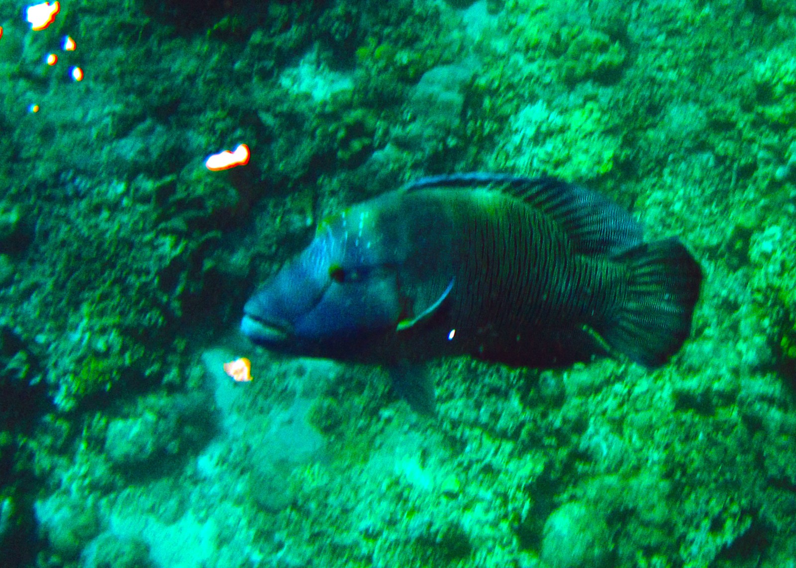 Napoleon-Lippfisch am Shark Point im Apo Reef