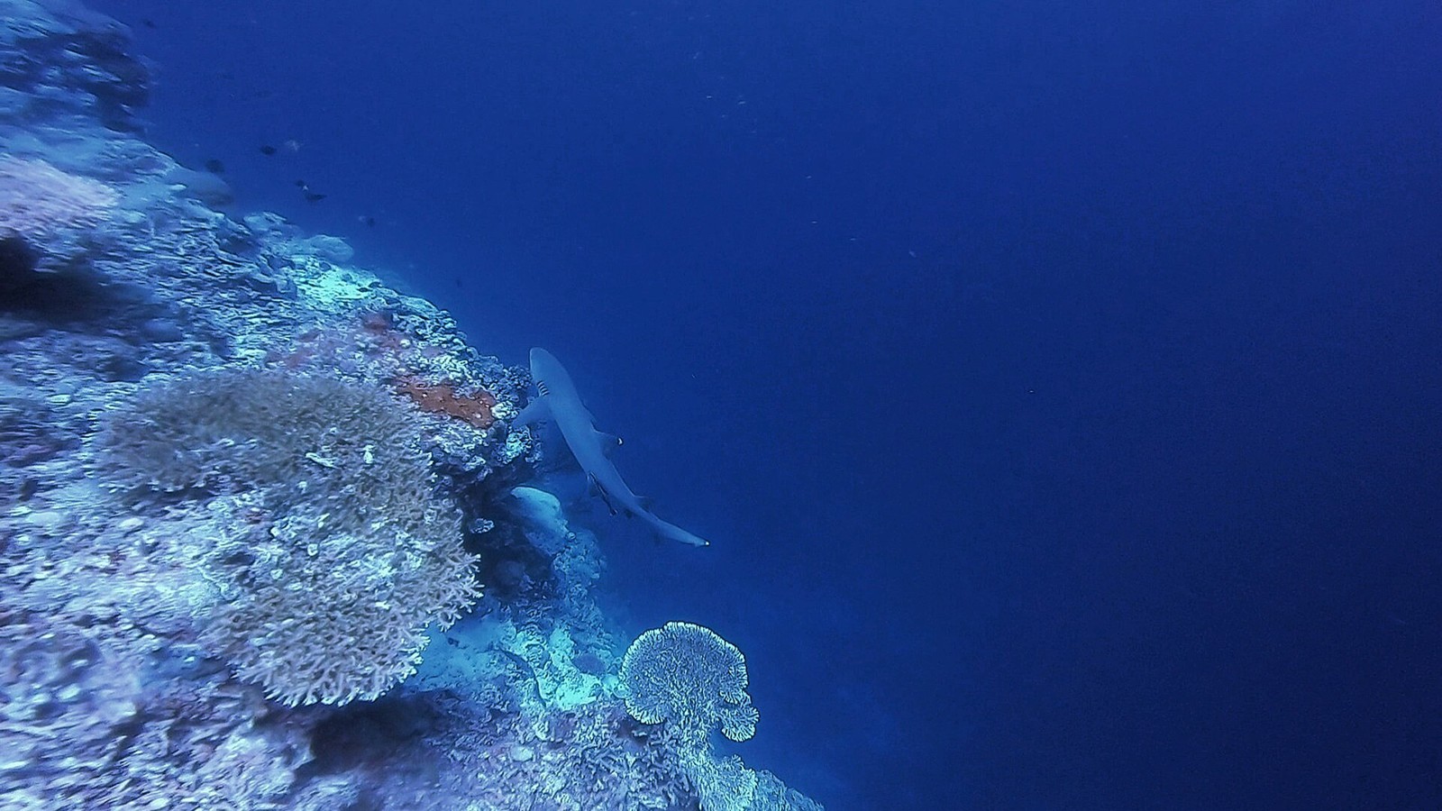 Weißspitzen-Riffhai im Apo Reef