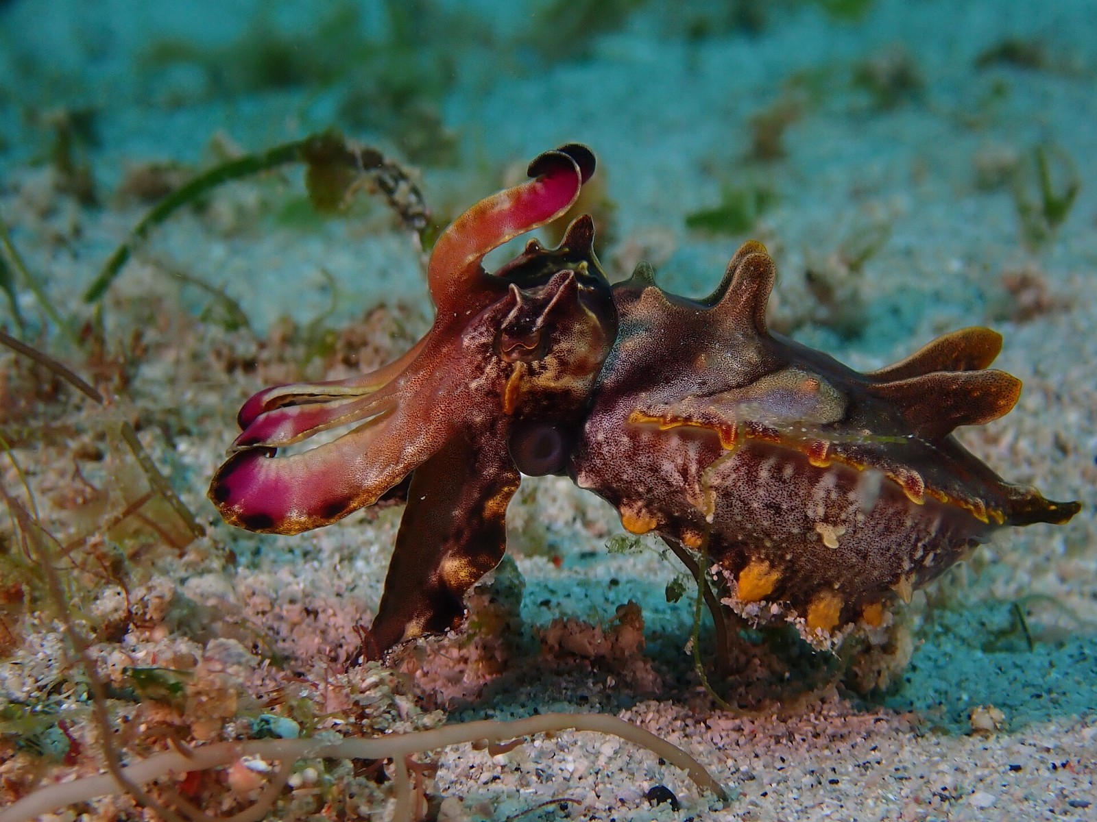 Sepia im Apo Reef